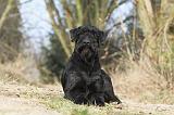 SCHNAUZER GEANT 021